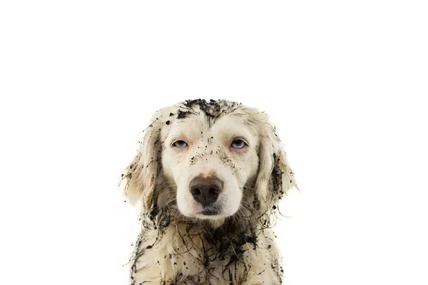 Faccia Cane Drogato Puppy Dopo Gioco Puddle Mud Giro Isolato — Foto Stock