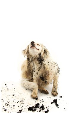 Itchi deri bir çamurlu su oyunda sonra tırmalamak köpek kirli. İzole Studio beyaz arka plan üzerinde ateş.