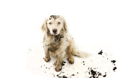 Bir çamur birikintisi oyunda sonra komik pis köpek. İzole Studio beyaz arka plan üzerinde ateş.