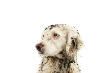 Yüzü çamurlu su oyunda sonra pis köpek. İzole Studio beyaz arka plan üzerinde ateş.