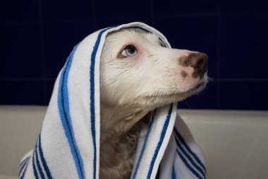Islak köpek mavi ve beyaz havlu üzerinde bir küvet ile sarılmış bir banyo.