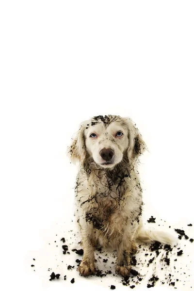 Bir çamur birikintisi oyunda sonra pis köpek. İzole Studio beyaz arka plan üzerinde ateş.