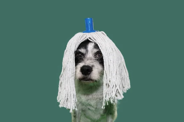 Zabawny Pies Ubrany Peruce Mop Karnawał Sylwester Lub Halloween Party — Zdjęcie stockowe