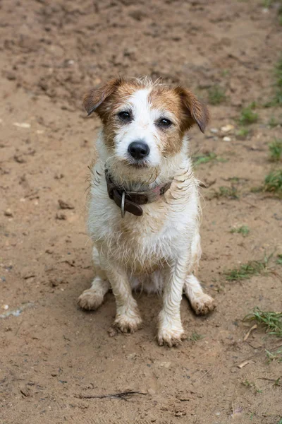 Muddy Dirty Dog Seance Avec Sade Face — Photo