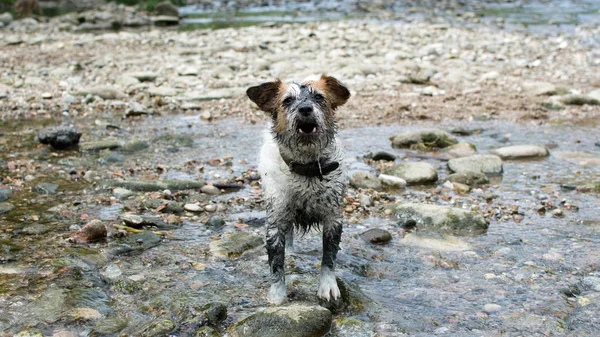 Muddy Dirty Jack Russell Dog Banner Tomando Baño Con Naturaleza — Foto de Stock