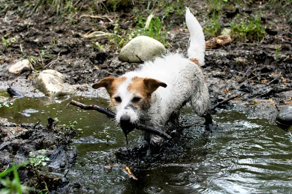 MUDDY DIRTY JACK RUSSELL DOG PLAYING IN A MUDDLE PUDDLE WITH A STICK IN ITS MOUTH