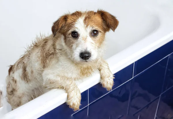 Muddy Dirty Jack Russell Dog Tomando Bathtub Con Pagos Pendiendo — Foto de Stock
