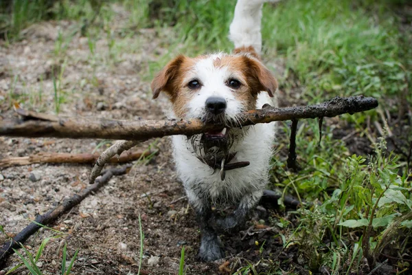 웅덩이에 막대기로 더러운 강아지 — 스톡 사진