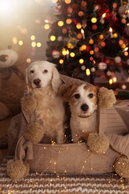 İki sevimli köpek Noel ışık altında Tassell battaniyeyle sarılmış.