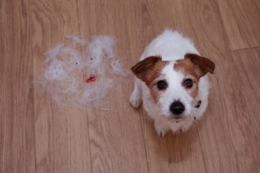 Tüylü Jack Russell sahibi fırçalanmış sonra tüy dökme mevsiminde, saç dökülme veya ararken damat köpek.