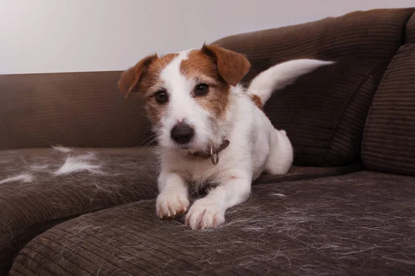 Kanepede oynarken tüy dökme mevsiminde saç dökülme tüylü Jack Russell köpek.