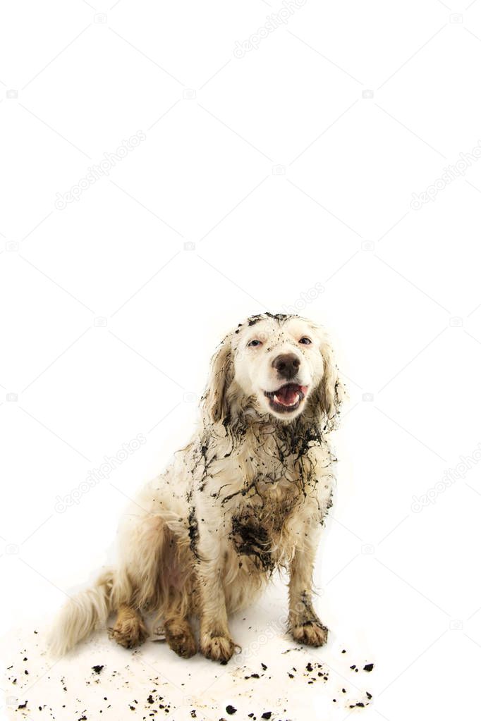 HAPPY DIRTY DOG AFTER PLAY IN A MUD PUDDLE. ISOLATED STUDIO SHOT ON WHITE BACKGROUND.