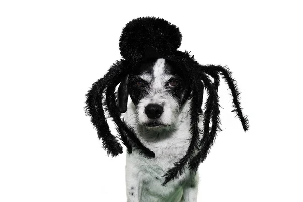 Zabawny Pies Pająk Kostium Halloween Lub Karnawał Białym Tle Studio — Zdjęcie stockowe