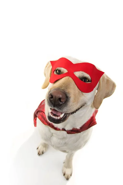 Hund Superhelden Kostüm. Labrador von oben mit roter Maske — Stockfoto