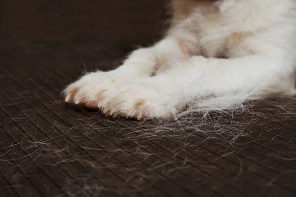 Close-Up harige Jack Russell hond, vergieten haar tijdens Molt Seaso — Stockfoto