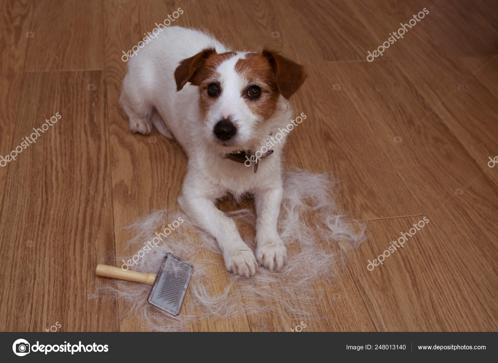 Jack russell sale shedding