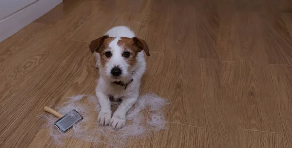 BANNER FURRY JACK RUSSELL DOG, CHEVEUX ANNUELS DE LIVRAISON DURANT MOLT — Photo