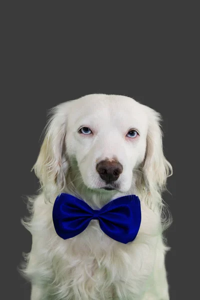 Elegant hund på blå fluga. Isolerad på färgade grå bakgrund — Stockfoto