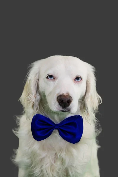 ÉLÉGANT CHIEN À BLUE BOWTIE. ISOLÉE SUR LE CONTEXTE COLORÉ DE GRAY — Photo