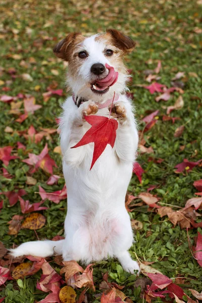 PORTRAIT AUTUMN DOG. FUNNY JACK RUSSELL WITH AUTUMN LEAVES STAND