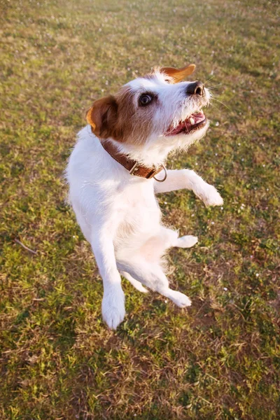 웃 긴 잭 러셀 강아지 점프 하 고 공원에서 재생. — 스톡 사진