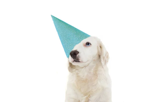 Hond vieren van een verjaardag, carnaval, Mardi Gras of Nieuwjaar Pa — Stockfoto