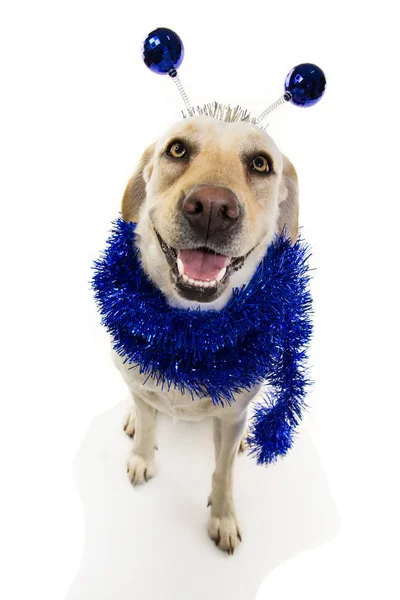 Весёлая собачья вечеринка. День рождения, Карнавал, или Новый год. РЕТР ЛАБРАДОРА — стоковое фото
