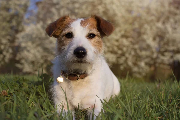 PORTRAIT JACK RUSSELL DOG MYING ON GRASS AGAINST DEFOCUSED SPRI — Photo