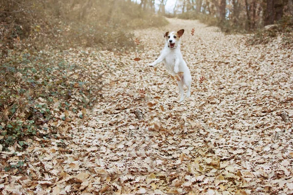 DOG AUTUMN. FUNNY JACK RUSSELL PLAYING DAN JUMPING WITH FALL LEA — Stok Foto