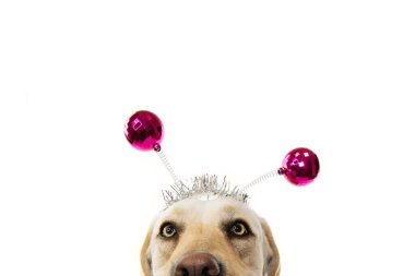 Yakın çekim komik köpek parti. Doğum günü, karnaval veya yeni yıl. Labrad