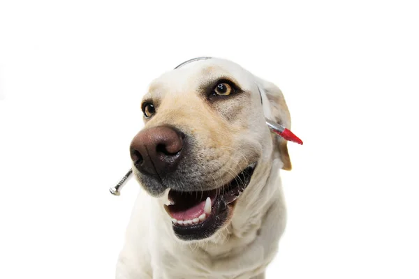 Funny pes horor Halloween kostým. Labrador nehty šroub — Stock fotografie