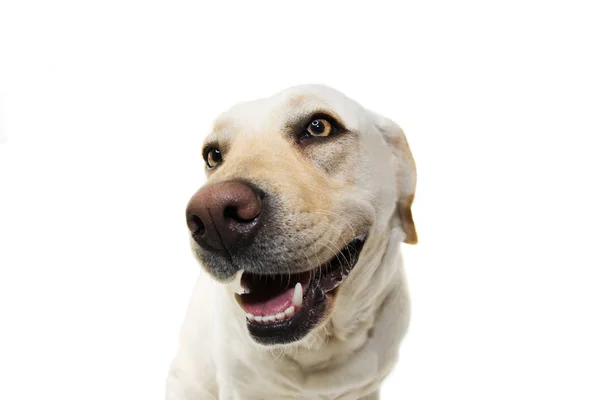 Gelukkige hond. Labrador Retriever portret. Geïsoleerde Studio Shot Aga — Stockfoto