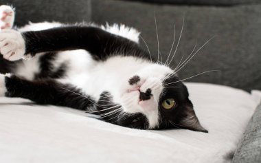 Oynak kedi dönüm yüz yukarı ve Lookig the kamera üzerinde Gray kanepe