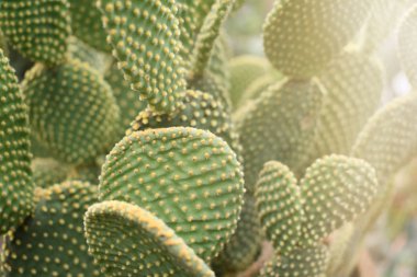 Opuntia microdasys veya tavşan kulakları kaktüs ağacı, kuraklık toleranslı 