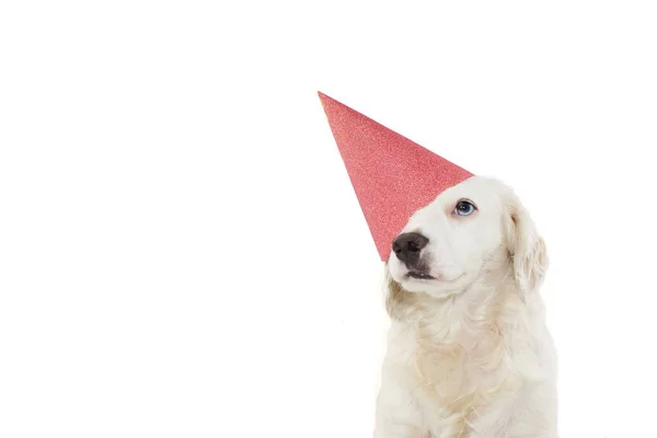 DOG  CELEBRATING A BIRTHDAY, CARNIVAL, MARDI GRAS OR NEW YEAR PA — Stock Photo, Image