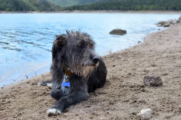 RELAJADO Calma perro acostado en el suelo en el verano. LAGO NATURAL DE NUEVO — Foto de Stock