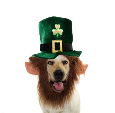 St Patrick Dog, yeşil bir Leprech giyen komik Labrador Retriever