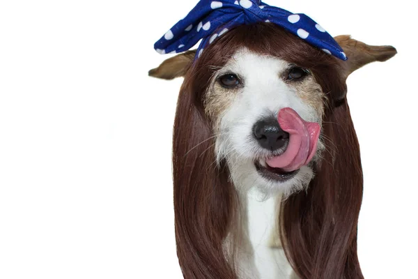 PERRO SEXY Y BONITO CON PELO LARGO Y CON PELO AZUL — Foto de Stock