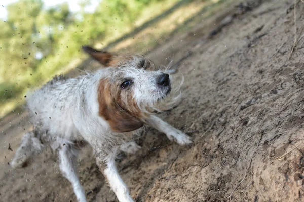 CHIEN secouant l'eau dans l'été — Photo