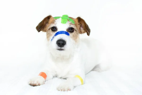 Perro enfermo y guapo con manchas médicas de colores PRIMERAS BANDAS DE AYUDA PL — Foto de Stock