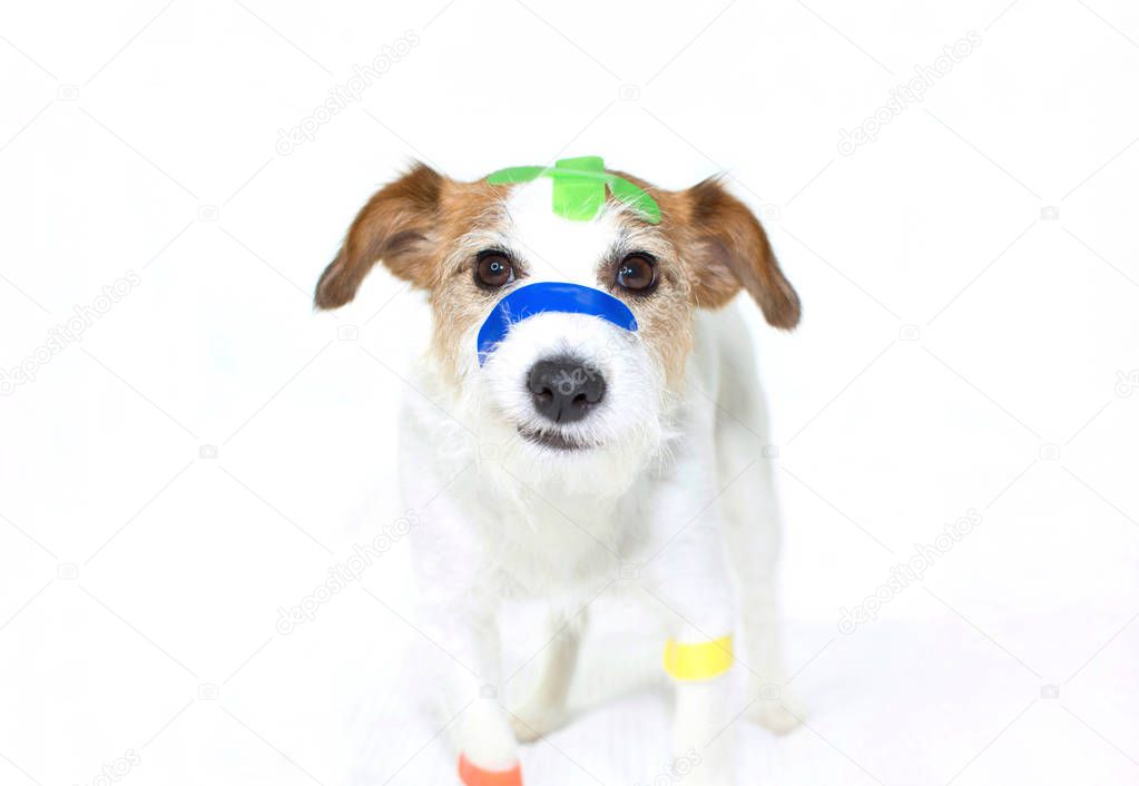 SICK DOG WITH COLORFUL MEDICAL PATCH FIRST AID BANDS PLASTER STR