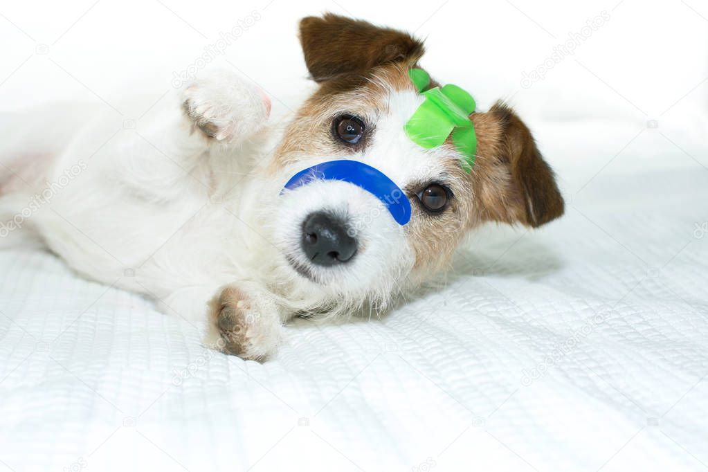 SICK DOG WITH COLORFUL MEDICAL PATCH FIRST AID BANDS PLASTER STR