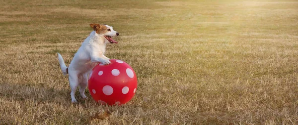 BANNER JACK RUSSELL PLAYING FOOTBALL (SOCCER) with a RED BALL AT — стоковое фото