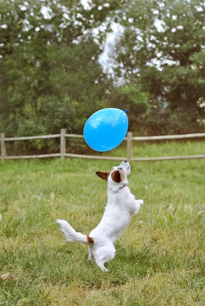 JACK RUSSELL Perro Saltando en el aire para atrapar y hacer estallar una bola azul — Foto de Stock