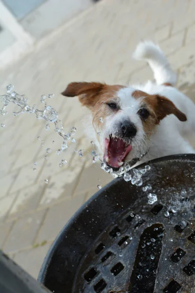 THRISTY JACK RUSSELL PERRO BEBER AGUA EN VERANO — Foto de Stock