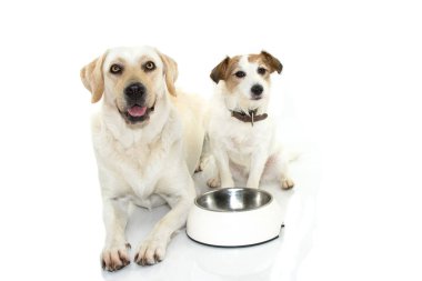İki sevimli köpek için bekleyen onun boş kase gıda Bettween ile yemek