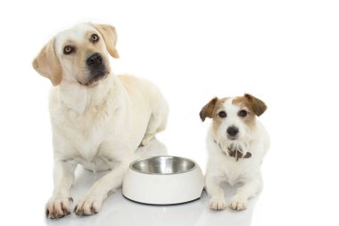 İki köpekler için bekleyen onun boş kase gıda Bettween ile onları yemek
