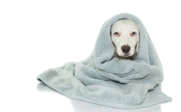 Ein kleiner Hund mit blauen Augen wickelt sich mit einem Handtuch ein und wartet auf ein Bad. i — Stockfoto