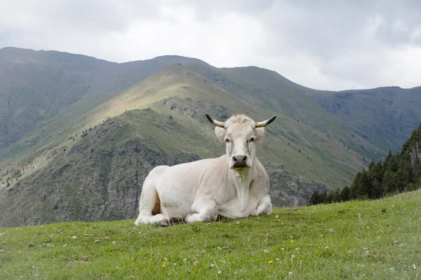Groupe Dâne Sur La Montagne Dans Les Dolomites Italien