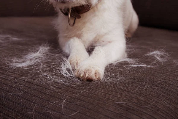 CLOSE-UP FURRY JACK RUSSELL DOG, SHEDDING HAIR DURING MOLT SEASO — Stock Photo, Image